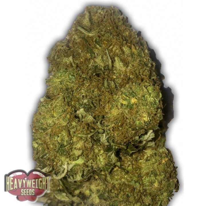 Skunky Monkey Auto de Heavyweight Seeds