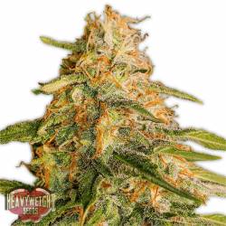 Tropic Punch de Heavyweight Seeds