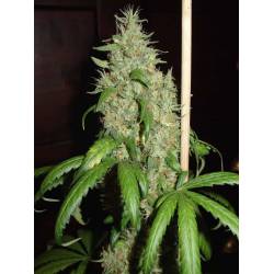 Skunk # 1 Feminizada de Homegrown Fantaseeds