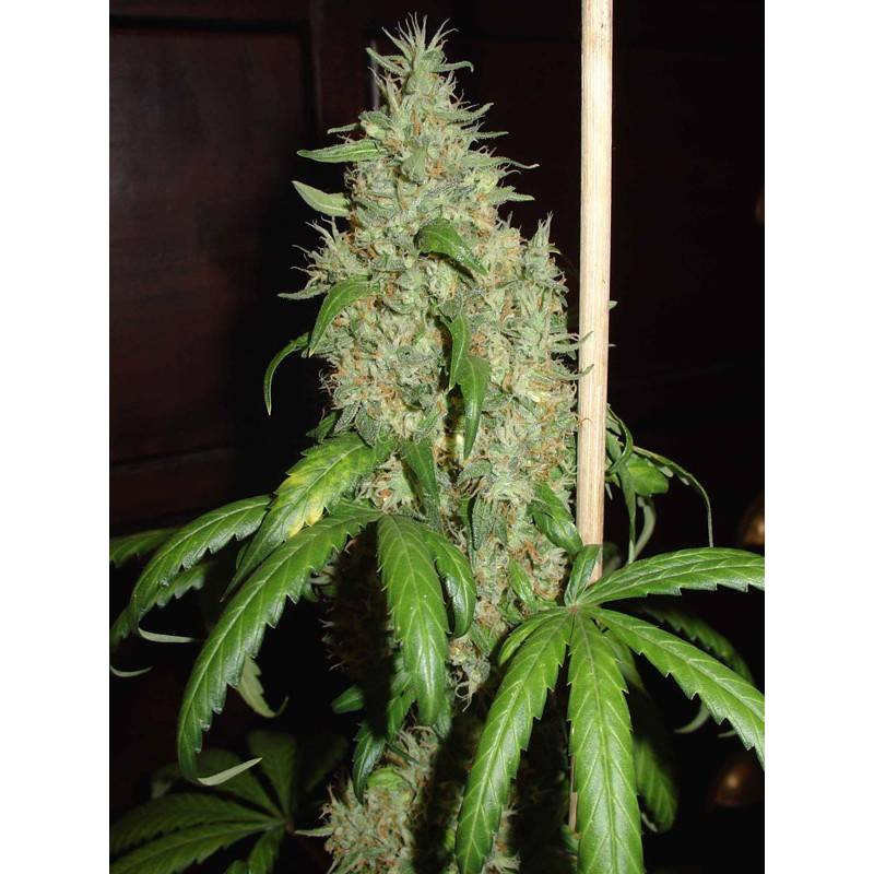 Skunk 1 Regular de Homegrown Fantaseeds