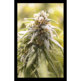 Cbd Afghani de House of the Great Gardener