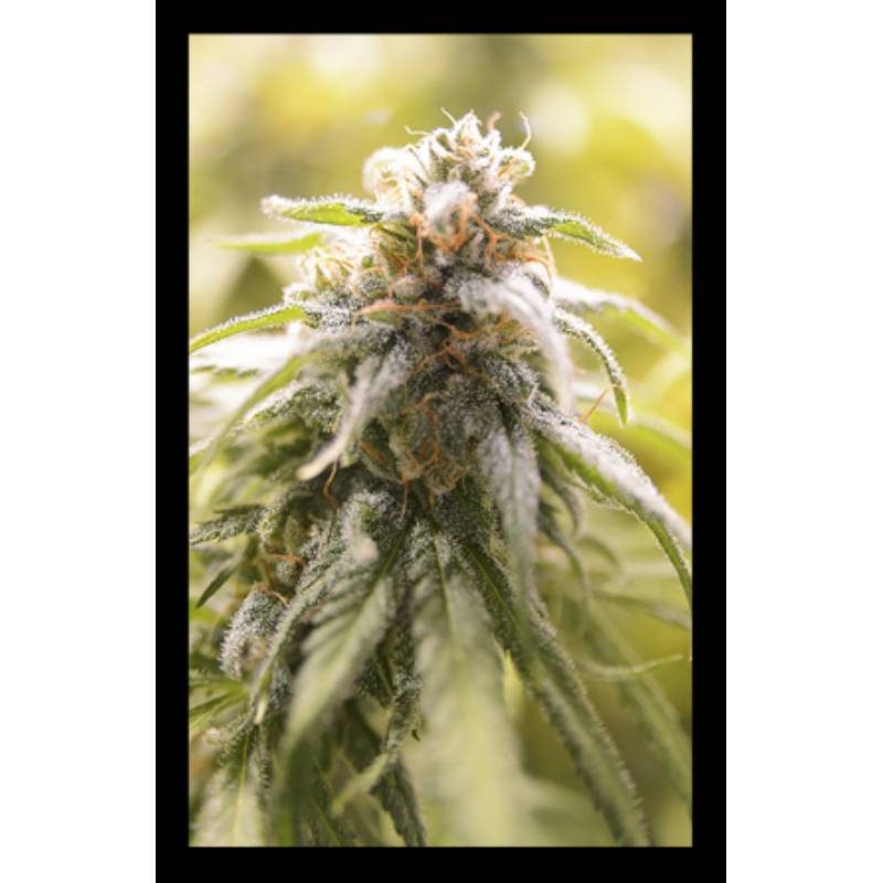 Cbd Afghani de House of the Great Gardener