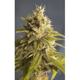 Gg 1 Regular de House of the Great Gardener