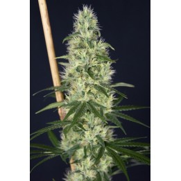 Island Sweet Barb de House of the Great Gardener