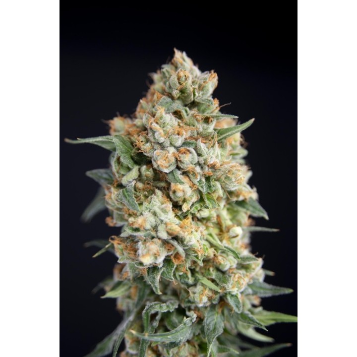 Sticky Barb de House of the Great Gardener