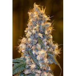 Blue Fire 100% de Humboldt Seeds