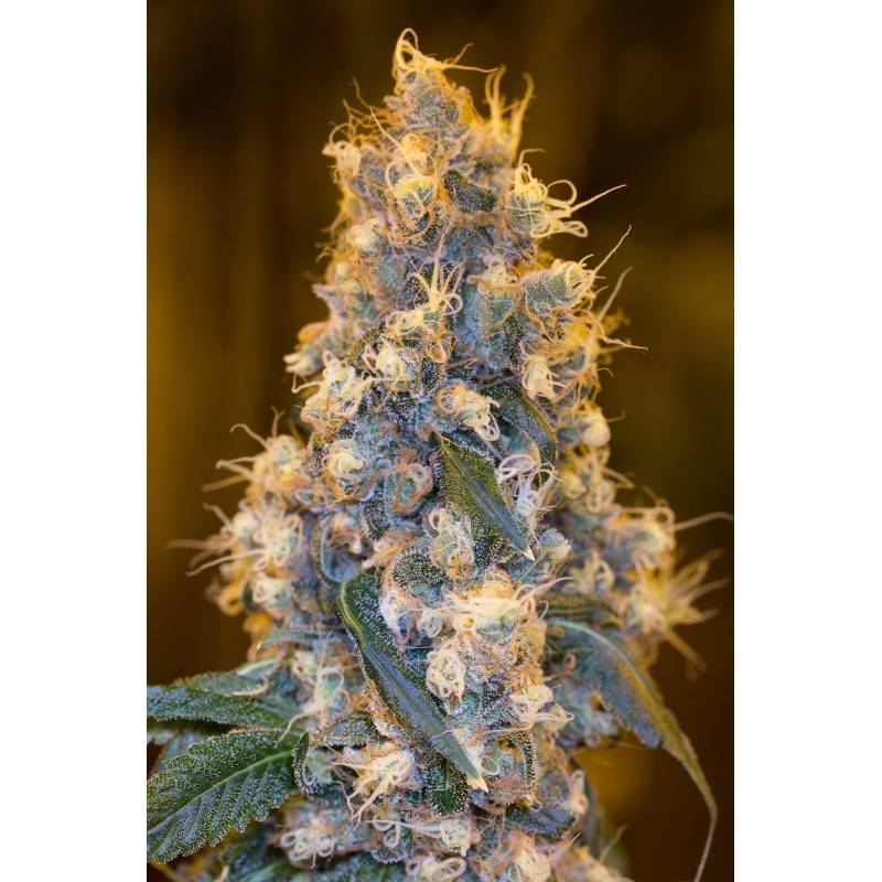 Blue Fire 100% de Humboldt Seeds