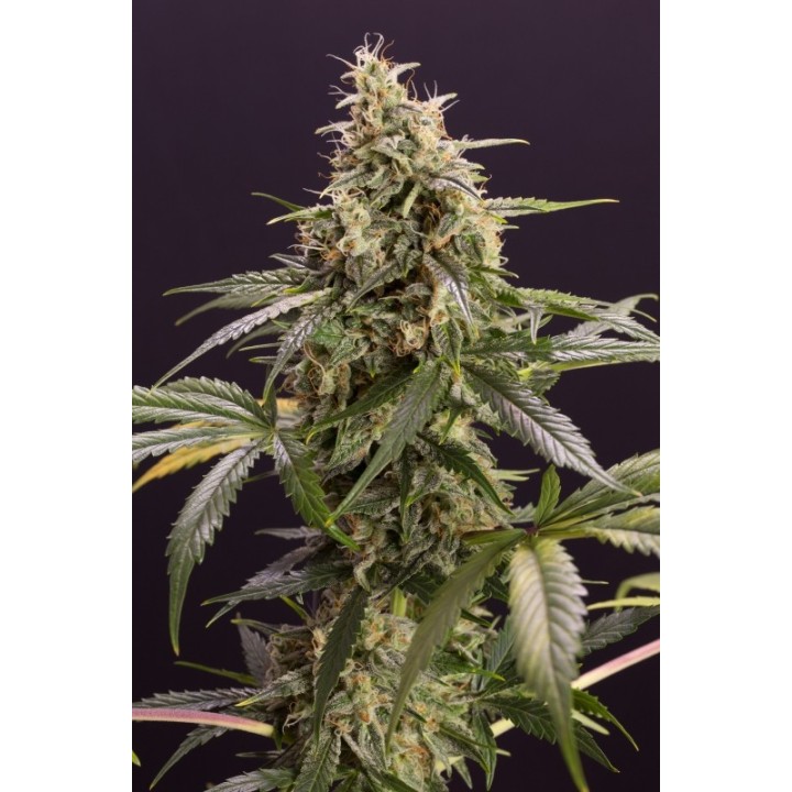 Chem-Bomb Auto de Humboldt Seeds