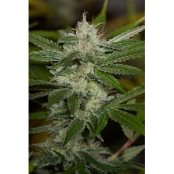 Chemdawg Regular de Humboldt Seeds