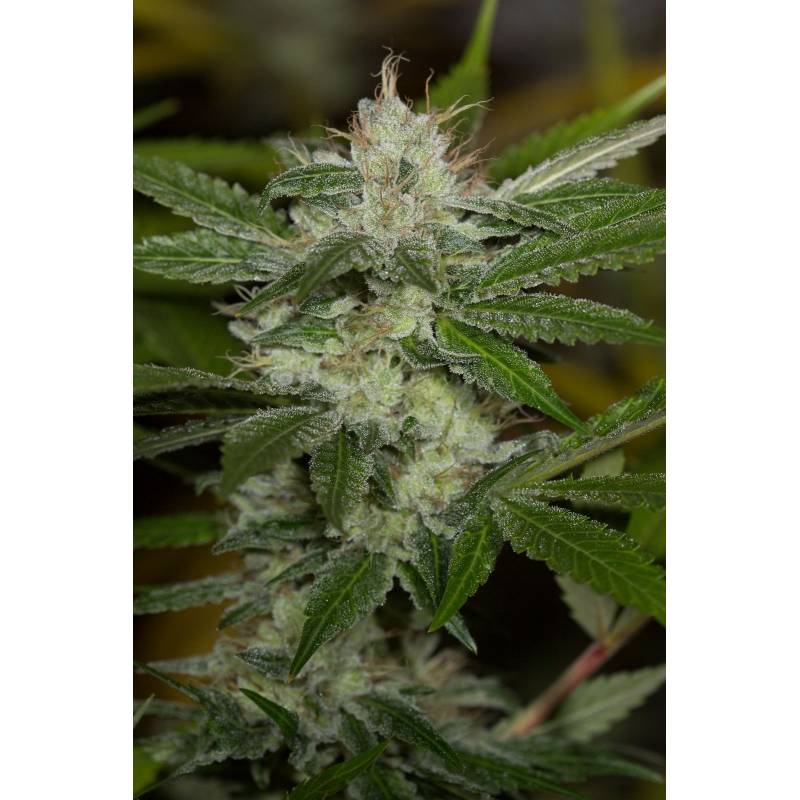 Chemdawg Regular de Humboldt Seeds