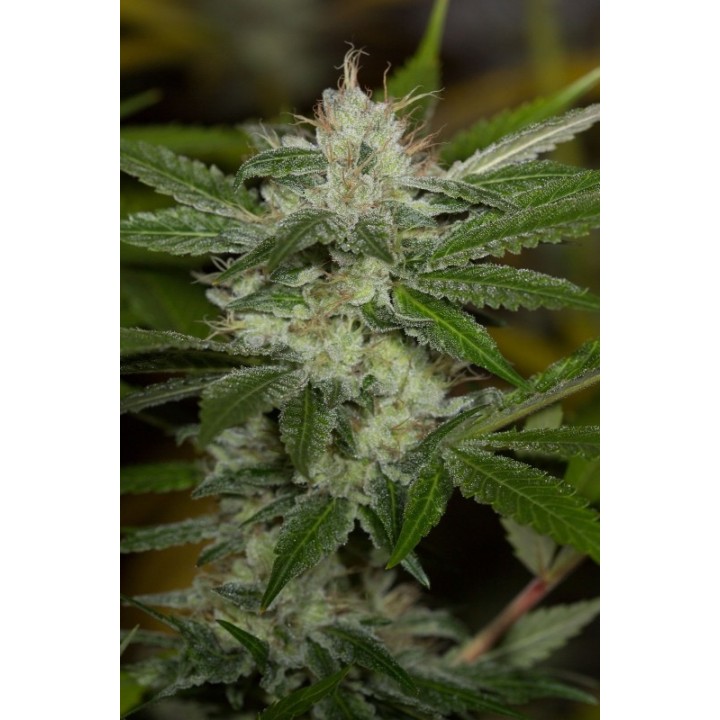 Chemdawg Regular de Humboldt Seeds