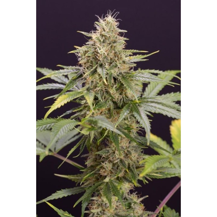 Chocolate Mint Og Auto de Humboldt Seeds