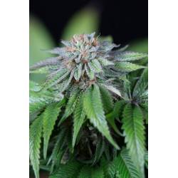 Ewe-2 de Humboldt Seeds