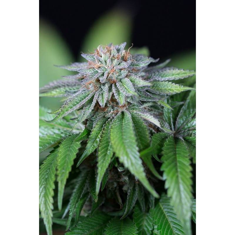 Ewe-2 de Humboldt Seeds