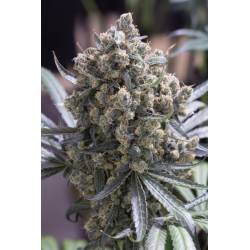 Fast Flowering Green Crack