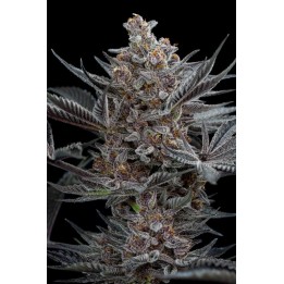 Forbidden Dream de Humboldt Seeds