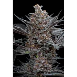 Forbidden Dream de Humboldt Seeds