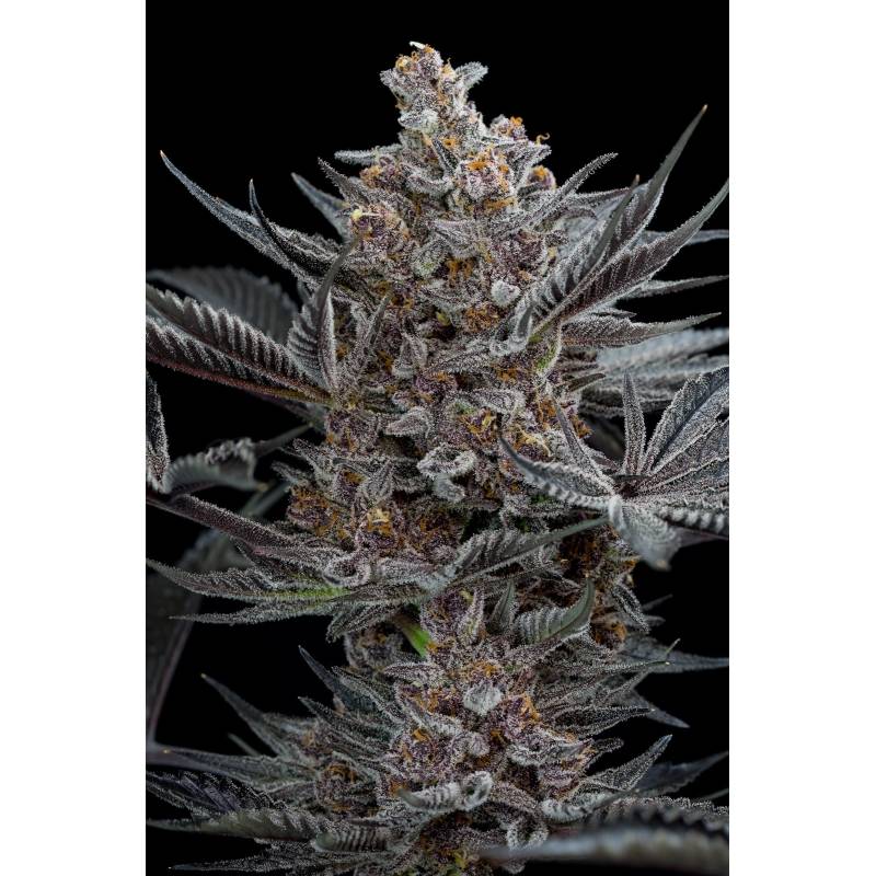 Forbidden Dream de Humboldt Seeds