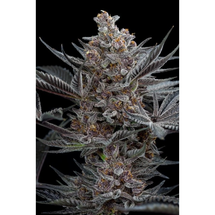 Forbidden Dream de Humboldt Seeds