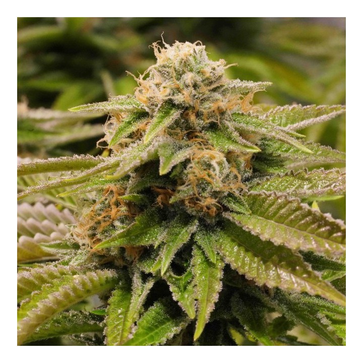 Gorilla Breath 100% de Humboldt Seeds