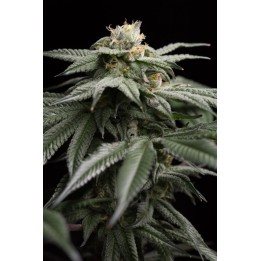 L.A. Gelato de Humboldt Seeds