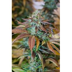 Lemon Kush Headband de Humboldt Seeds