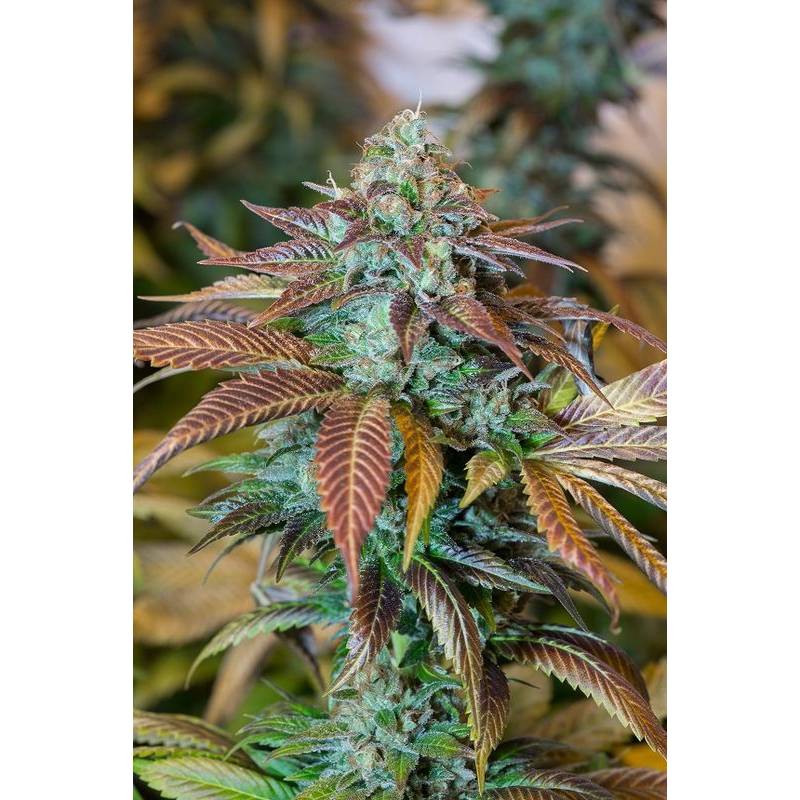 Lemon Kush Headband de Humboldt Seeds