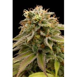 Lemon Thai Kush Regular de Humboldt Seeds