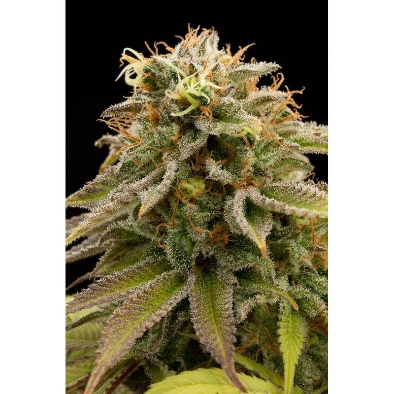 Lemon Thai Kush Regular de Humboldt Seeds