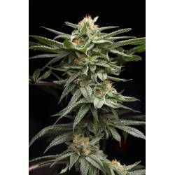 Lingerie de Humboldt Seeds