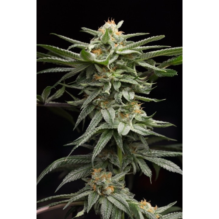 Lingerie de Humboldt Seeds