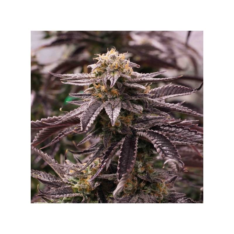 Ogkz de Humboldt Seeds