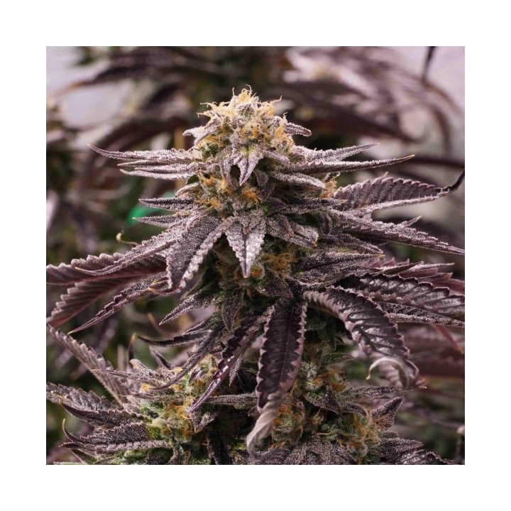 Ogkz de Humboldt Seeds