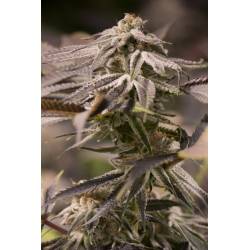 Passion Fruit Punch de Humboldt Seeds