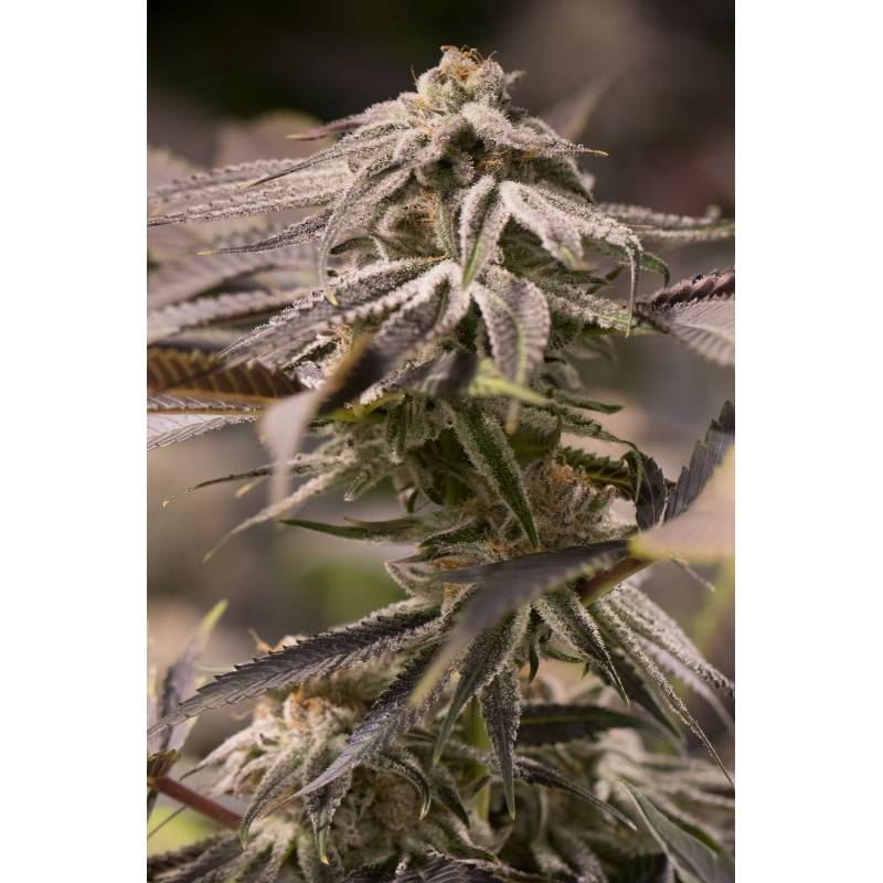 Passion Fruit Punch de Humboldt Seeds