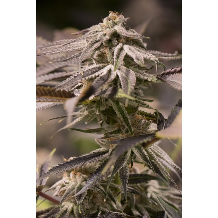 Passion Fruit Punch de Humboldt Seeds