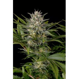 Pineapple Skunk Regular de Humboldt Seeds
