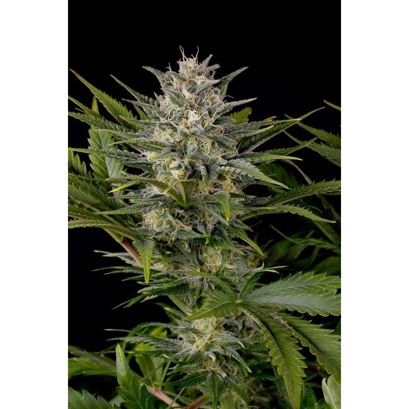 Pineapple Skunk Regular de Humboldt Seeds