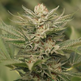 Sapphire Scout 100% de Humboldt Seeds