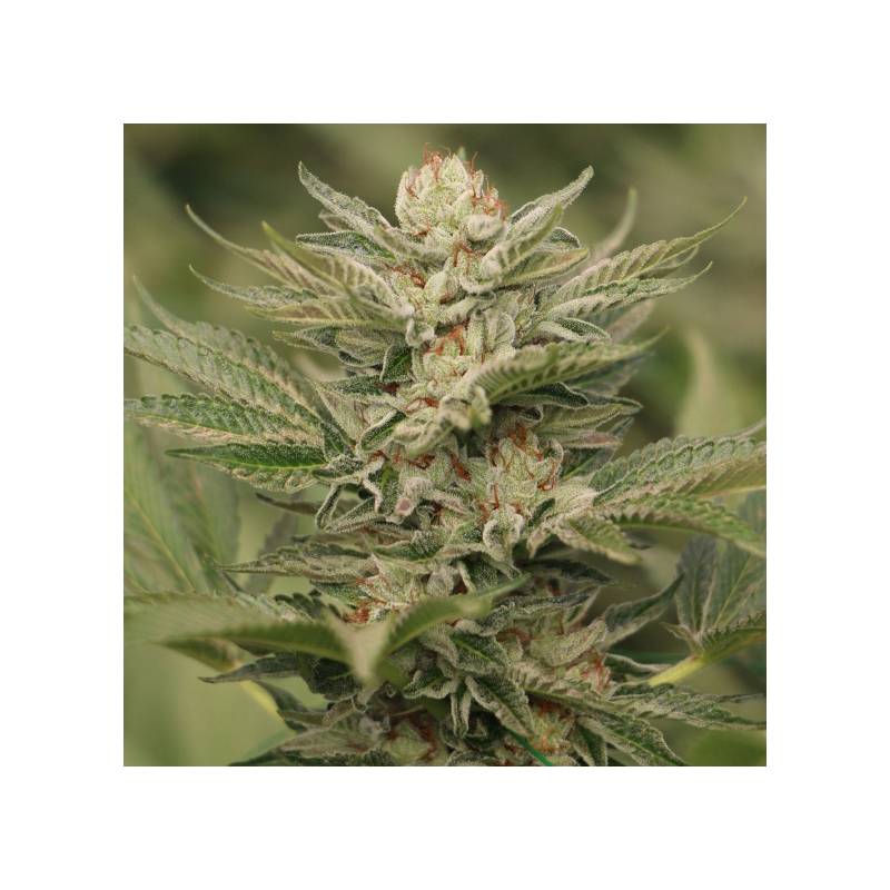 Sapphire Scout 100% de Humboldt Seeds