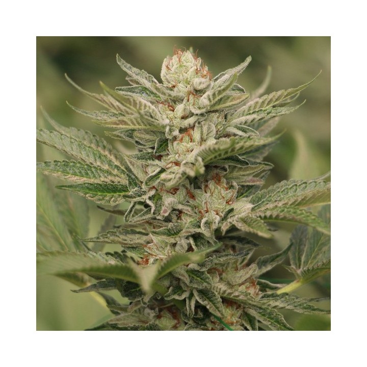 Sapphire Scout 100% de Humboldt Seeds