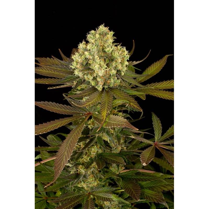 Sour Blueberry Regular de Humboldt Seeds