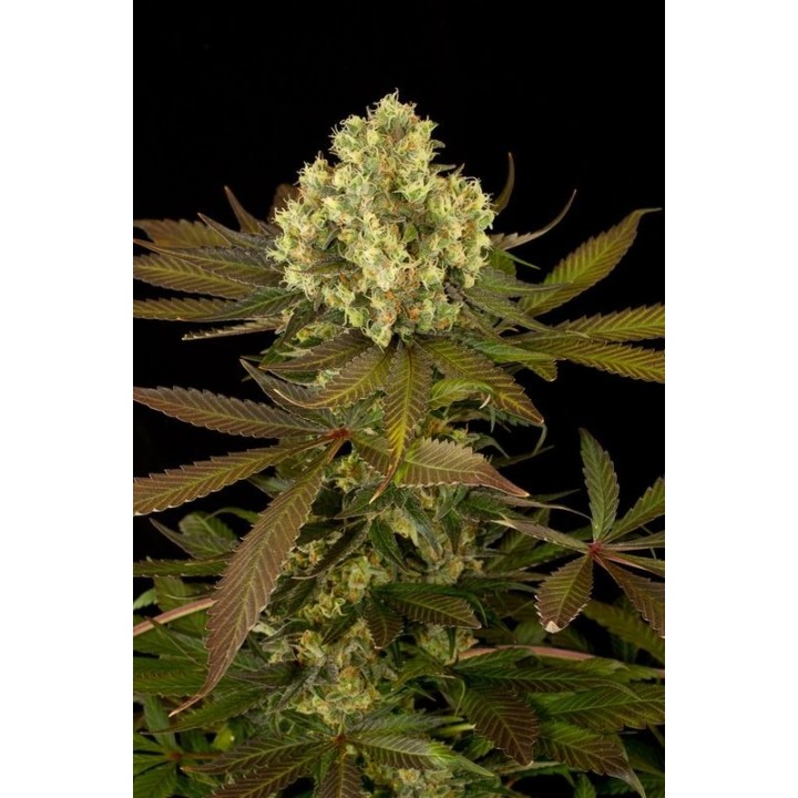 Sour Blueberry Regular de Humboldt Seeds