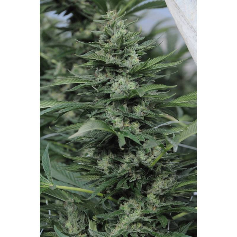 Sour Diesel # 2 de Humboldt Seeds