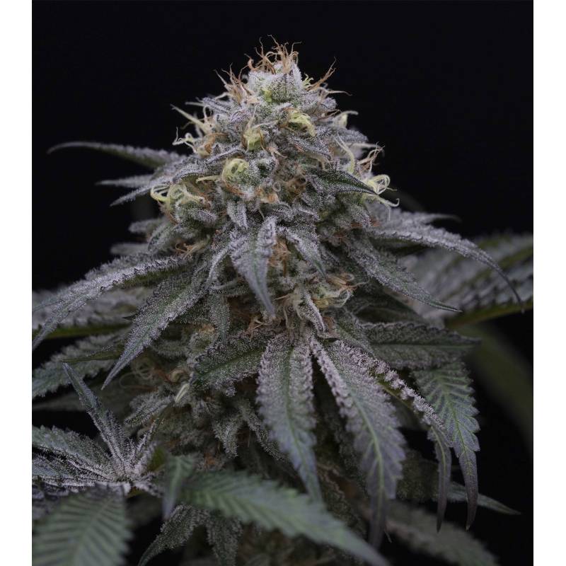 Sugar Breath 100% de Humboldt Seeds