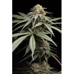Sunrise Sherbert de Humboldt Seeds