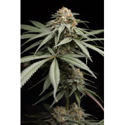 Sunrise Sherbert de Humboldt Seeds