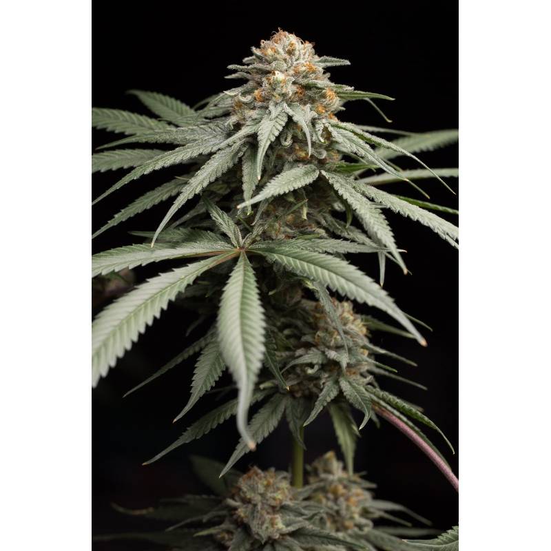 Sunrise Sherbert de Humboldt Seeds