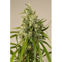 Trainwreck Regular de Humboldt Seeds