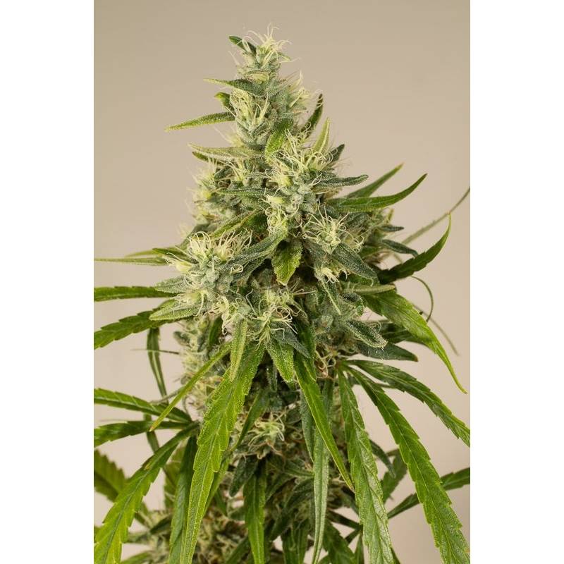 Trainwreck Regular de Humboldt Seeds